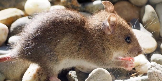 Reziproker Altruismus - Ratten sind einer neuen Studie zufolge hilfsbereit