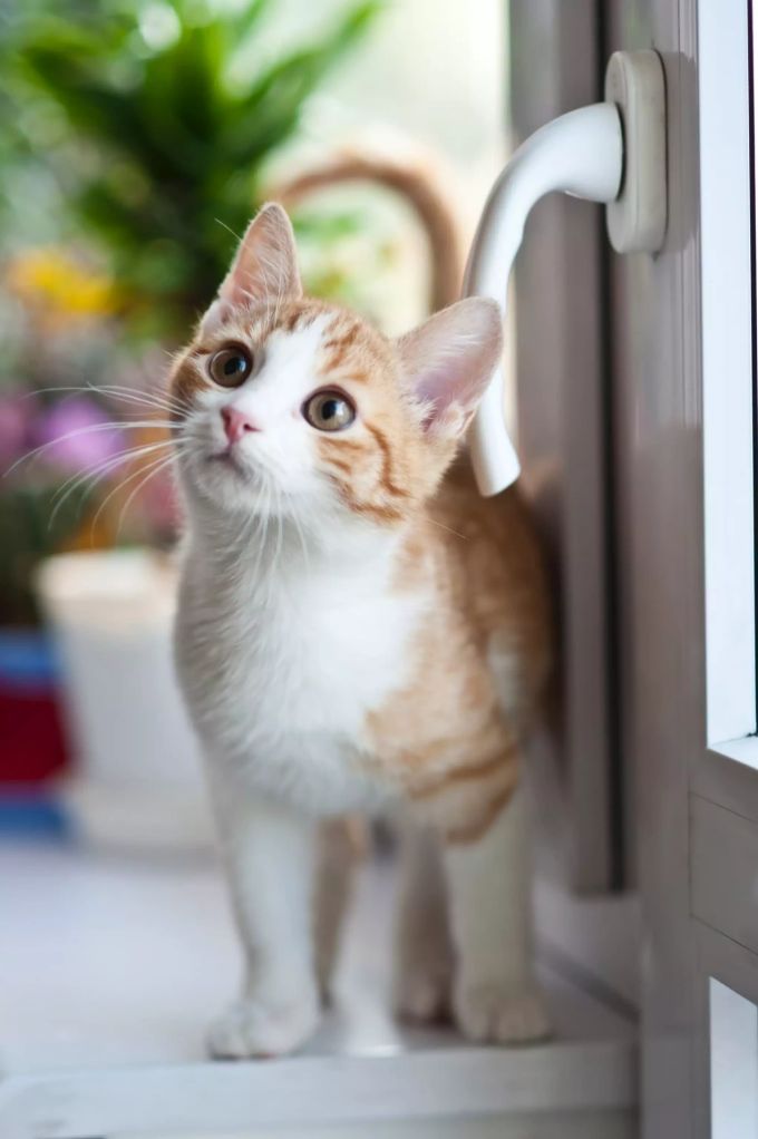 Sieht unschuldig aus, kann aber durchaus auch Schäden verursachen. Eine Katze