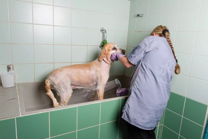 Im Tierferienheim Fahrhubel werden Ihre Lieblinge geschniegelt und gestriegelt. Tierferienheim Fahrhubel