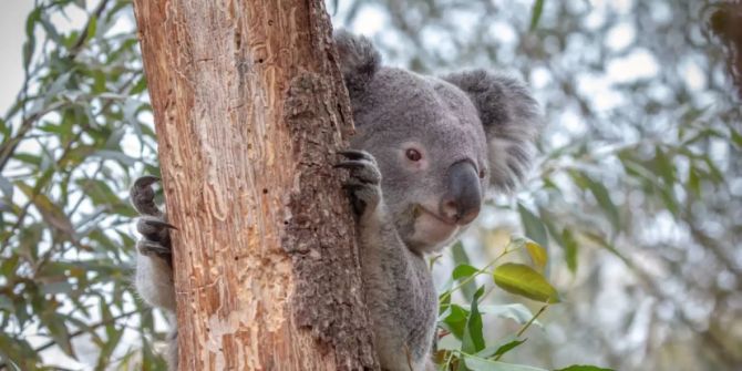 Koala