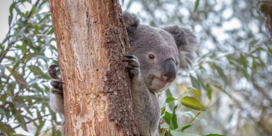 Koala