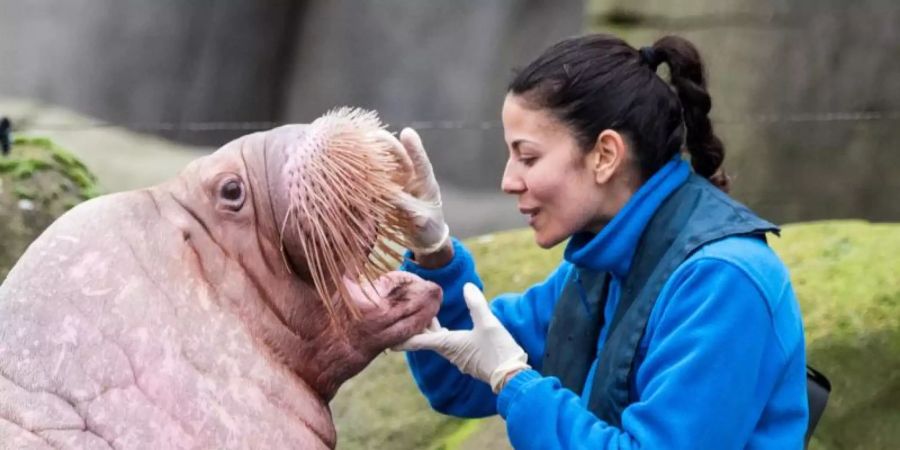 Bereit für Odin? Eine Tierpflegerin schaut in Hagenbecks Tierpark einem Walross aus Spanien ins Maul. Foto: Daniel Bockwoldt/dpa