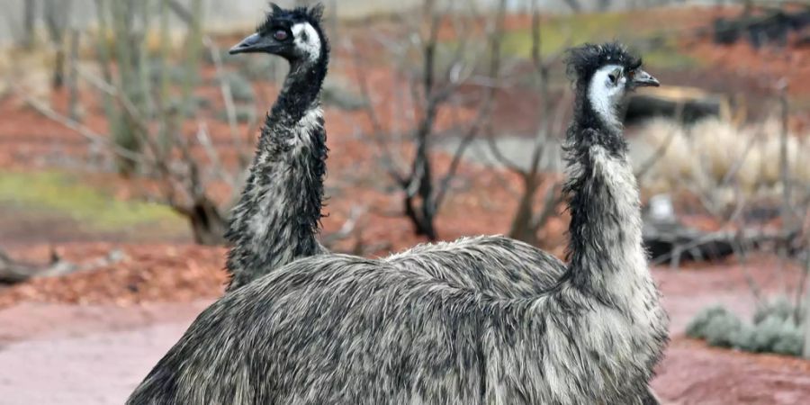 Emus