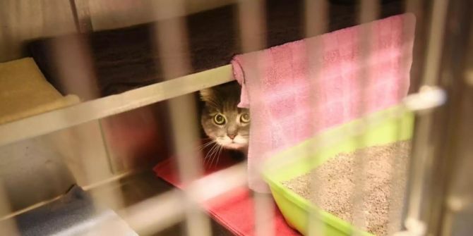 Tierheim Katzen Chip