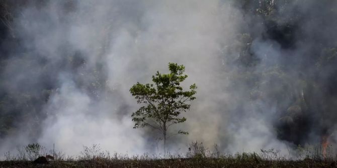 Waldbrände im Amazonas auf Rekordtief