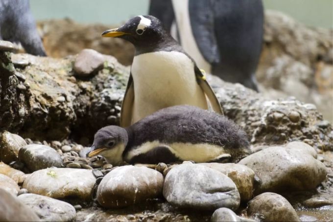 Eselspinguine beschenken sich während dem Nisten gerne gegenseitig mit Steinen. Eselspinguin