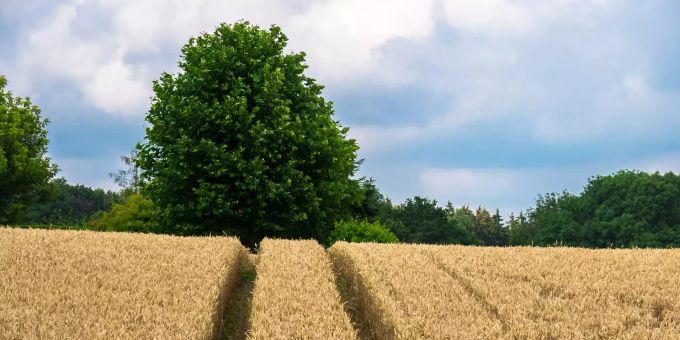 Die Zuger Gemeinde Risch erbt 8,2 Hektaren Landwirtschaftsland. (Symbolbild) Acker