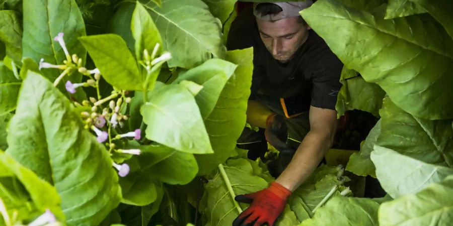 Tabakanbau ist aufwendig, bei der Ernte braucht es viel Handarbeit. (Archivbild)