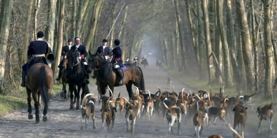 Jagdhunde in einem Waldstück in Frankreich