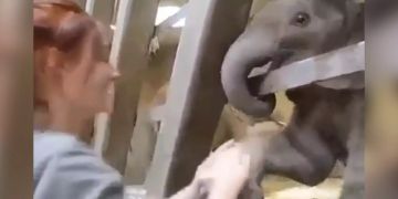 ViralVideo