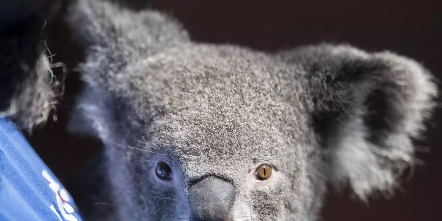 Koala Weibchen Pippa lebt seit März 2018 im Zoo Zürich. (Archivbild)