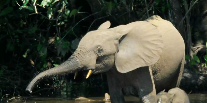Der Waldelefant ist sogar noch stärker gefährdet als ihre Vetter, die Savannenelefanten. In der Elfenbeinküste brachen die Bestände in den letzten Jahrzehnten dramatisch ein. Waldelefant
