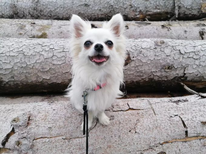 Ausser ein paar Zähne fehlt der Chihuahua-Dame nichts. Tier des Monats