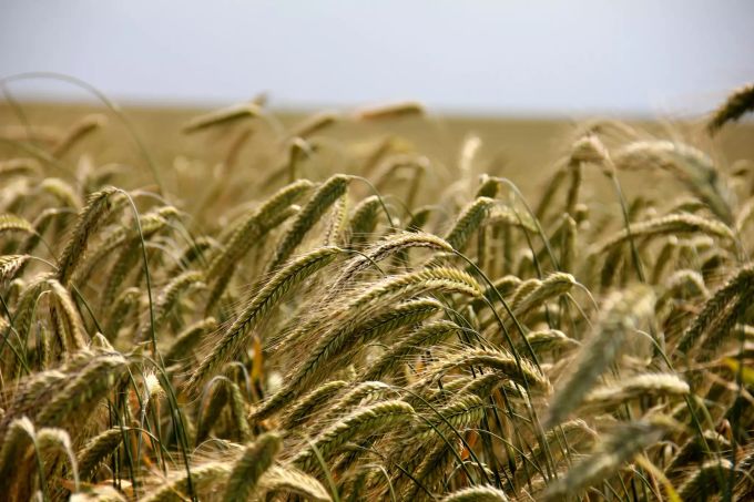 «Ich mag den Wind im Roggenfeld ...» – Der Rohstoff ist mitentscheidend für das Brotaroma. Roggen