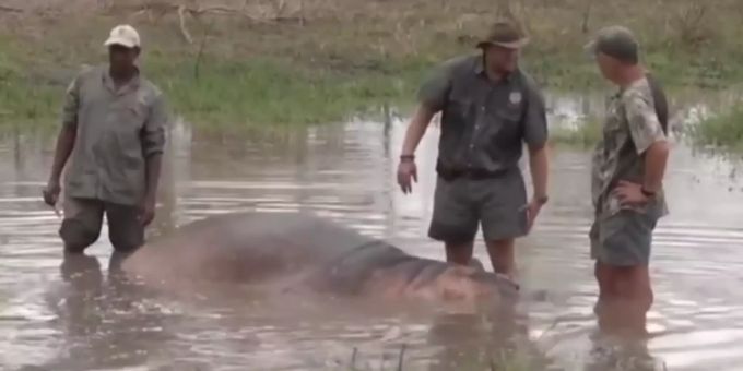 «Bin Naturschützer» - Schweizer jagt in Afrika geschützte Wildtiere