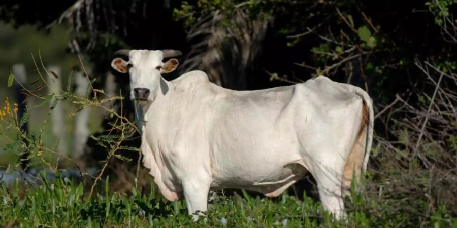 Ein Rind steht im südbrasilianischen Sumpfgebiet Pantanal im Bundesstaat Mato Grosso im Wasser. Foto: Ralf Hirschberger