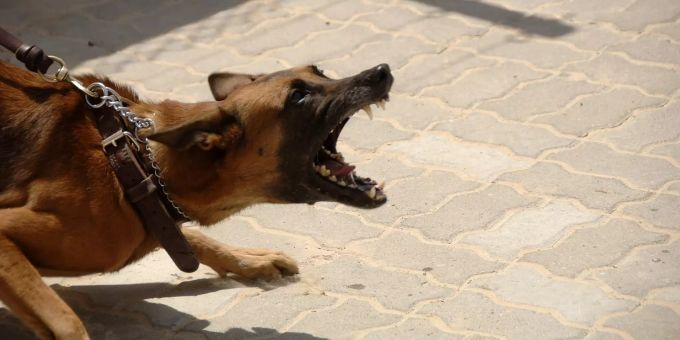 Mehrere Personen von Hund gebissen. (Symbolbild). ertränken