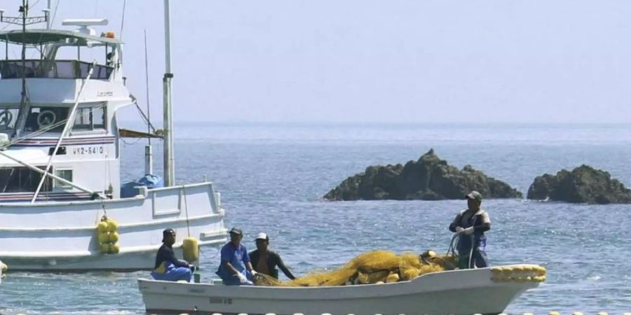 Fischer treiben kleine Wale in eine Bucht vor der Westküste Japans. Foto: kyodo