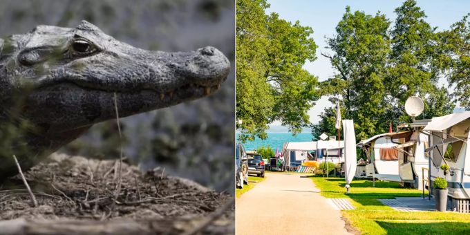 Der Kaiman bescherte dem Luzerner Campingplatz in Mosen mehr Besucher kaiman