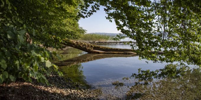 Das Ufergebiet des Hallwilersees zwischen Beinwil am See und Mosen, am Dienstag, 23. Juli 2019. Laut Augenzeugen soll sich im Hallwilersee seit mindestens einer Woche ein rund 1,5 Meter langer Kaiman befinden, was jedoch noch nicht offiziell bestätigt werden konnte. Kaiman mosen