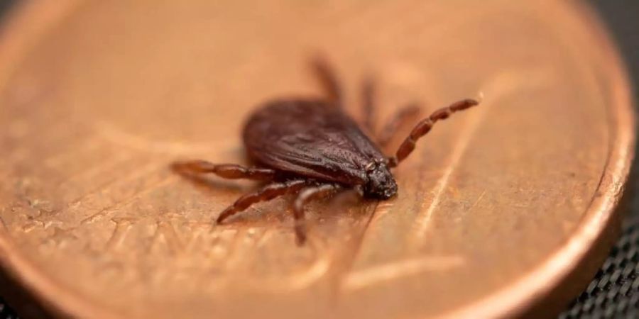 Eine Braune Hundezecke (Rhipicephalus sanguineus, Männchen) liegt auf einer Ein-Cent-Münze. Foto: Fabian Sommer/dpa