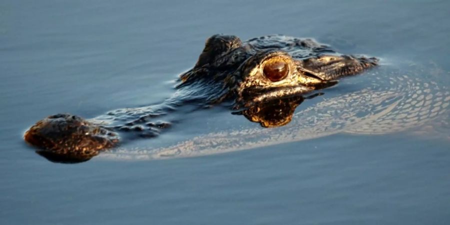 Ein amerikanischer Alligator