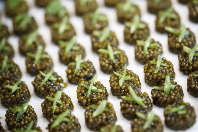 Kaviar ist ein Gericht, dass bei vielen Menschen Ekel auslöst. Im Alimentarium soll dieser Ekel überwunden werden. alimentarium