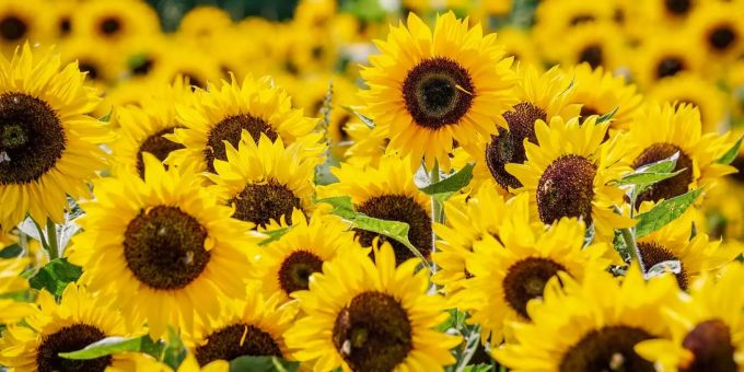 Wer bis Ende August aus den Kernen die höchste Sonnenblume gezogen hat, gewinnt einen attraktiven «grünen» Preis. Wettbewerb
