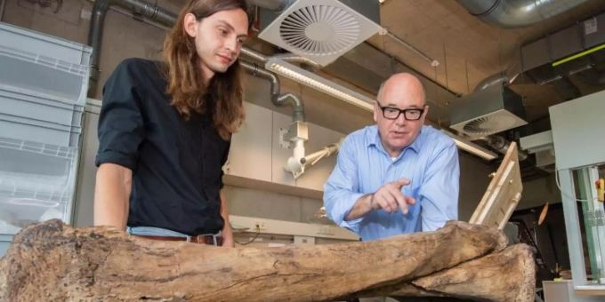 Nicholas Conard (r), Professor an der Universität Tübingen, und Ivo Verheijen, Doktorand an der Universität Tübingen, zeigen im Forschungsmuseum Schöningen Teile eines Skeletts eines eurasischen Waldelefanten. Foto: Julian Stratenschulte/dpa Nicholas Conard (r), Professor an der Universität Tübingen, und Ivo Verheijen, Doktorand an der Universität Tübingen, zeigen im Forschungsmuseum Schöningen Teile eines Skeletts eines eurasischen Waldelefanten. Foto: Julian Stratenschulte/dpa