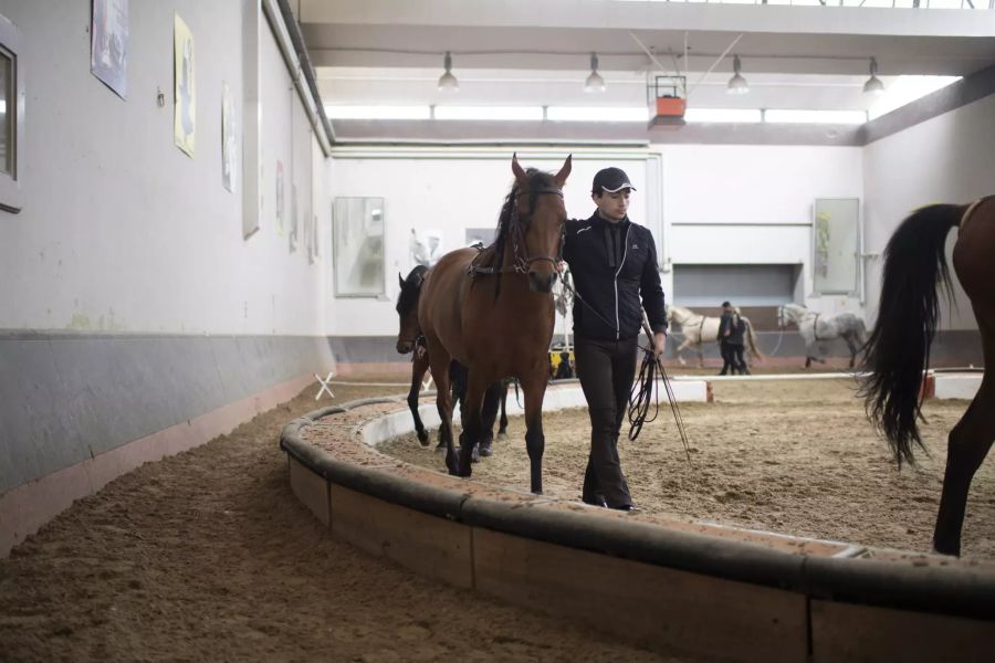 zirkus knie