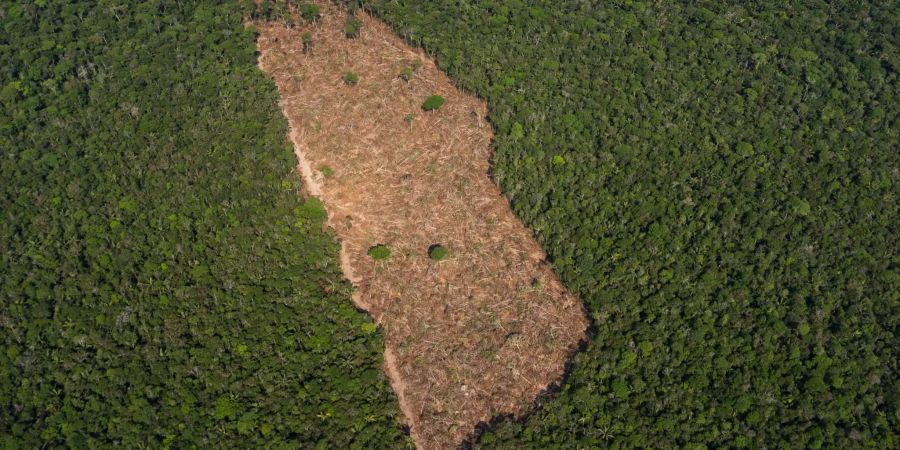 amazonas