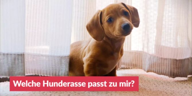 Welche Hunderasse passt zu mir?