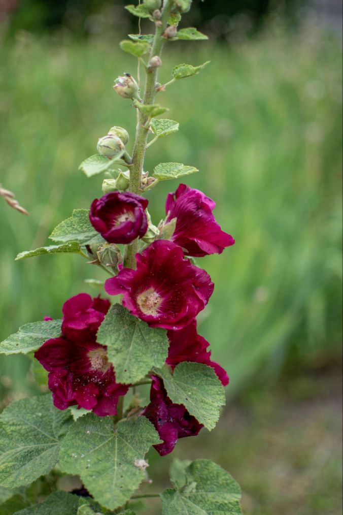 Purpur-farbene Glockenblumen. in Dintikon