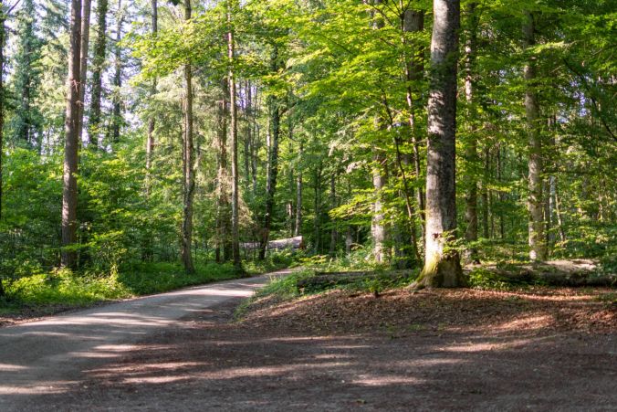 Der Pfad durch den Uezwiler Wald.