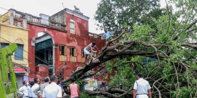 Umgestürzter Baum in Kolkata Umgestürzter Baum in Kolkata