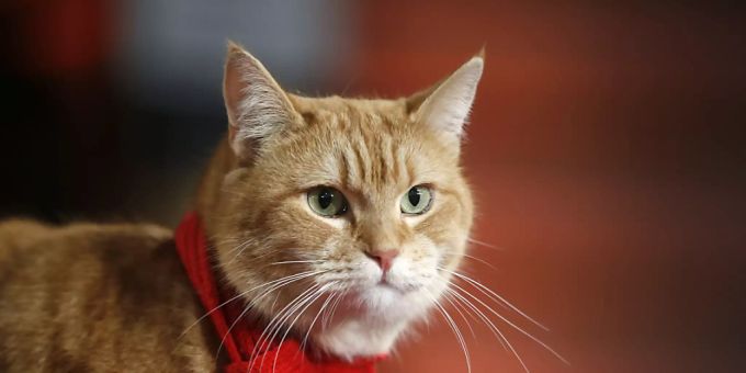 ARCHIV - Katze Bob bei der Premiere des Films «A Street Cat Named Bob». Es war eine Freundschaft, die Millionen Menschen berührte: Nun ist die Strassenkatze Bob gestorben. Das teilte Besitzer James Bowen mit. Foto: Alastair Grant/AP/dpa Bob der Streuner