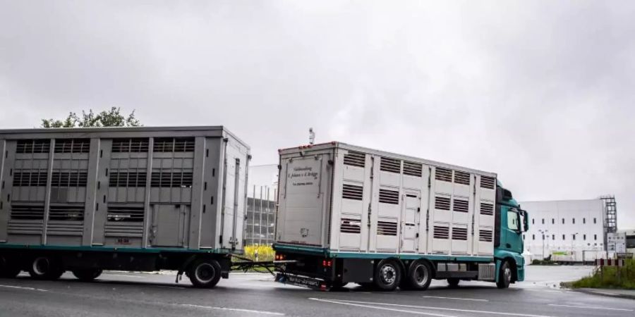 Ein Viehtransporter fährt auf das Betriebsgelände der Firma Tönnies. Foto: David Inderlied/dpa