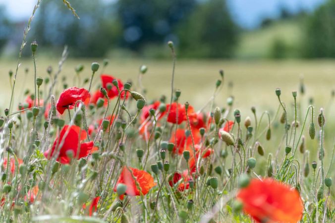 Mohnblumen am Rand eines Gerstenfeldes.