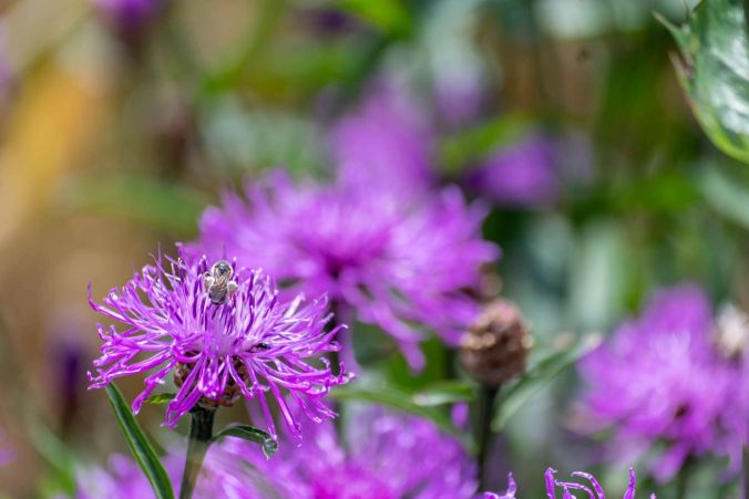 Ein Insekt auf einer violetten Flockenblume.