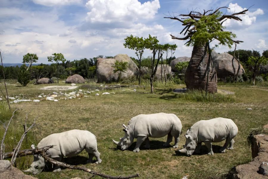 Zoo Zürich