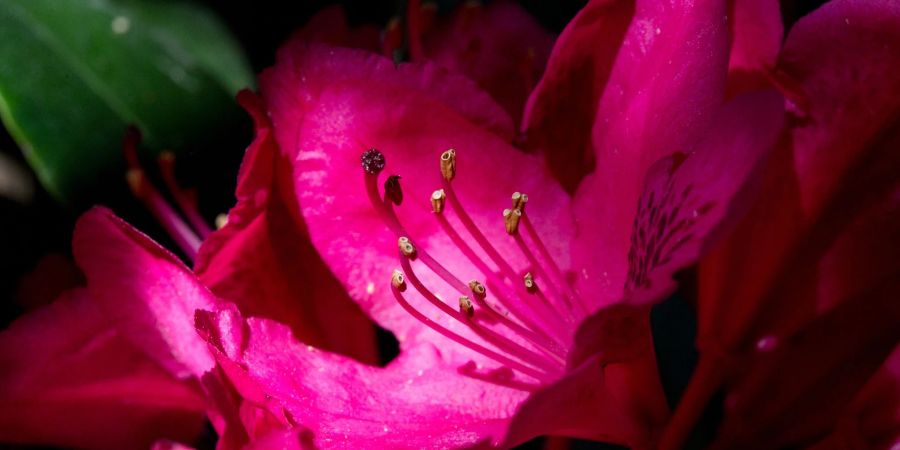 So eine schöne Rhododendronblüte! Damit das so bleibt, hält man besser die Rhododendronzikade von der Pflanze fern.