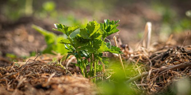 Sellerie Mulch Garten Beet