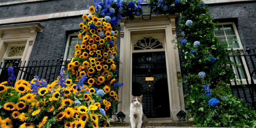 Kater Larry, «Oberster Mäusejäger des britischen Kabinetts», steht vor seinem Domizil in der Downing Street.