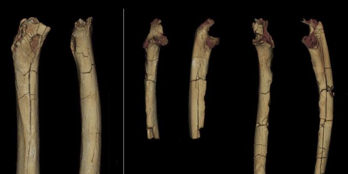 Sahelanthropus tchadensis Frühste Vorfahren liefen aufrecht Nau.ch