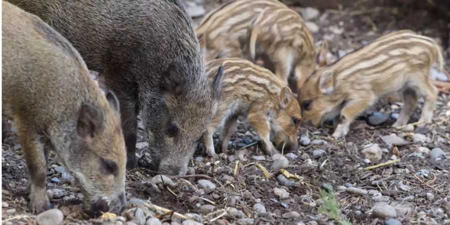 Kein Jagdhunde-Training mit lebenden Sparring-Partnern: Elgg ZH sistiert das Projekt.