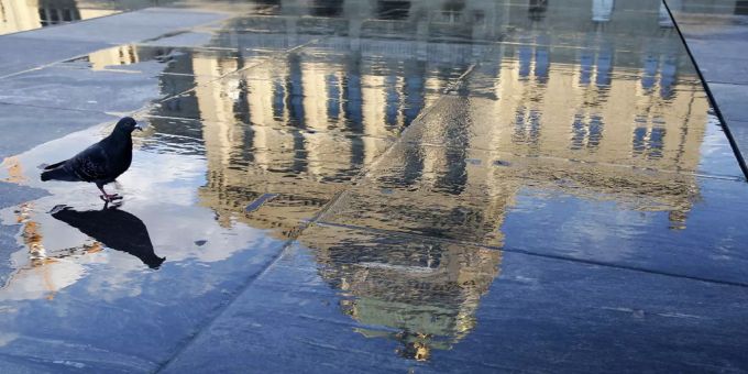 Stadttaube auf dem Bundesplatz, welcher das Bundeshaus spiegelt - Keystone Stadttaube auf dem Bundesplatz, welcher das Bundeshaus spiegelt - Keystone