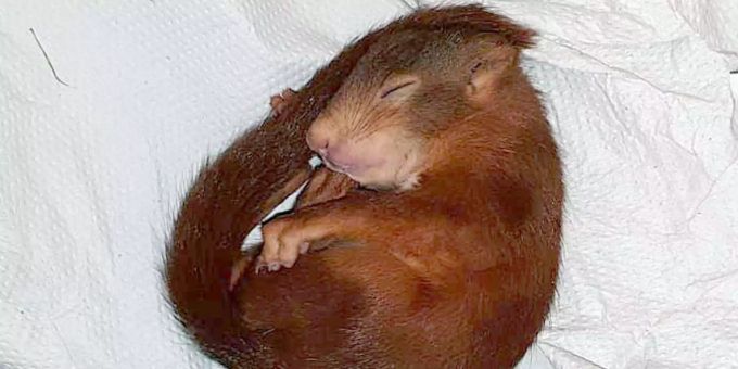 Eichhörnchen haben Forschern geholfen, ein Medikament gegen hämorrhagische Schocks zu entwickeln. Eichhörnchen