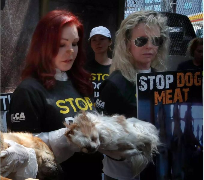 Schock-Auftritt: Elvis Presleys Ex-Frau Priscilla und Hollywood-Star Kim Basinger protestieren gegen die südkoreanische Produktion von Hundefleisch. Schock-Auftritt: Elvis Presleys Ex-Frau Priscilla und Hollywood-Star Kim Basinger protestieren gegen die südkoreanische Produktion von Hundefleisch.