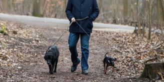 Gemeinde - Frick: Leinenpflicht für Hunde