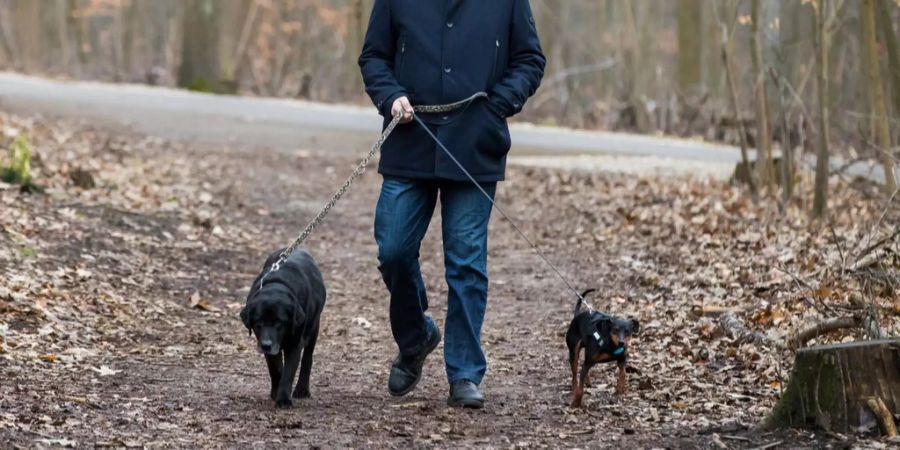 Hunde Leine im Wald